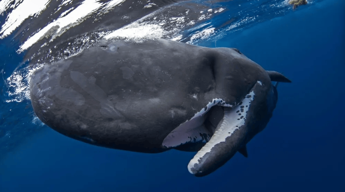 原创被30只虎鲸围攻抹香鲸释放大量粪便来抵挡攻击所幸成功奏效