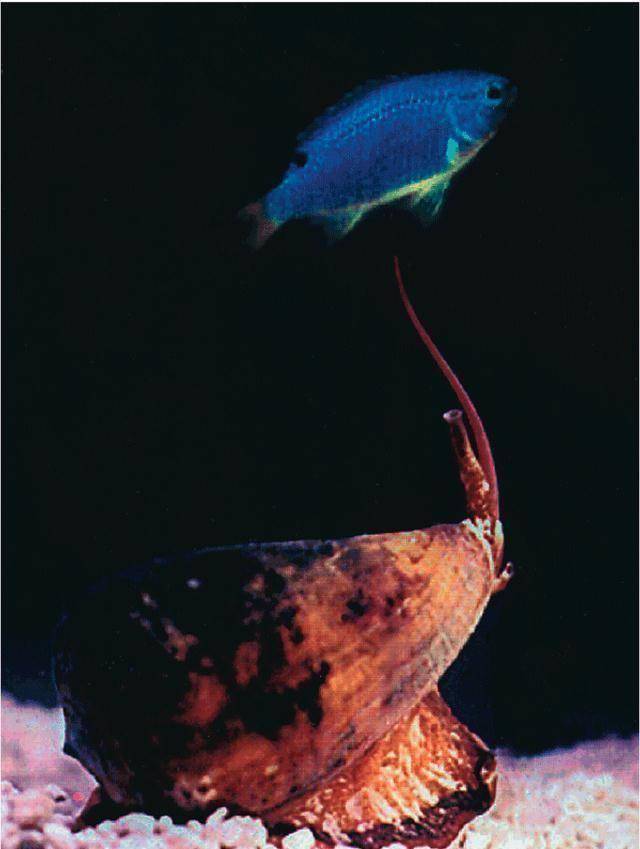 每次遇到那些迅速游动的大鱼1717,它都能立马分泌毒素,给人家麻痹