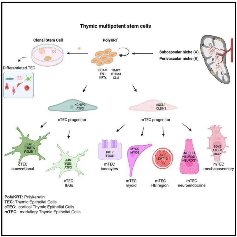 空间转录组phenoimager多重荧光免疫组化多组学揭开胸