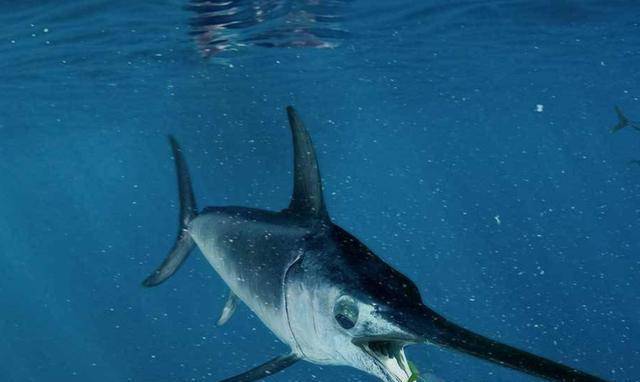 结果他们投放的300万条鱼苗,还没来得及成长,就成为了枪鱼的盘中餐