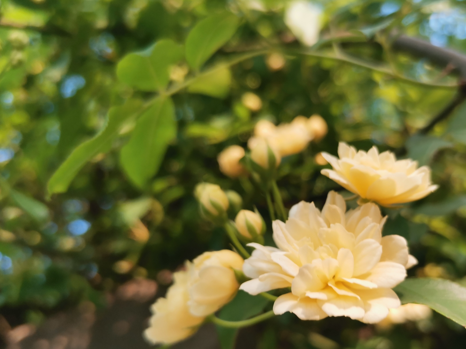 非虚构|偷花_二爹_花墙_木香