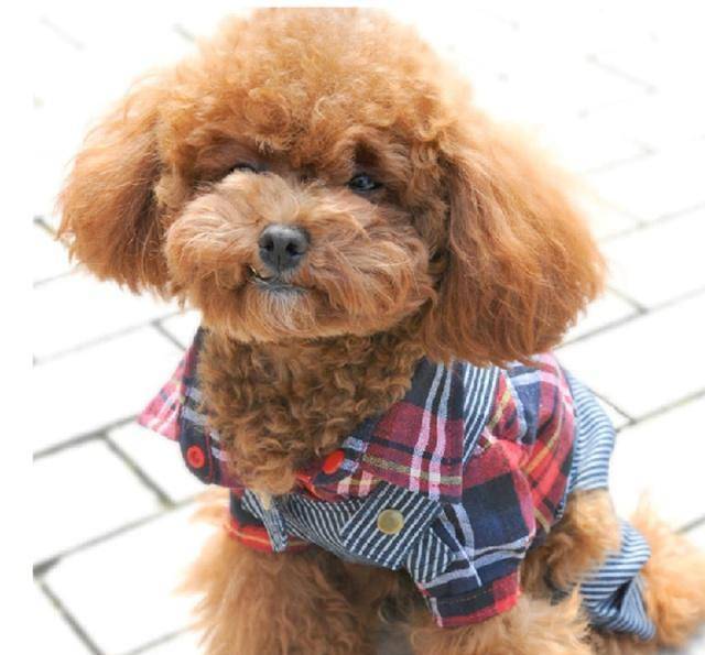 原创金毛咬死泰迪泰迪主人打死金毛结果却是金毛主人谎话连篇