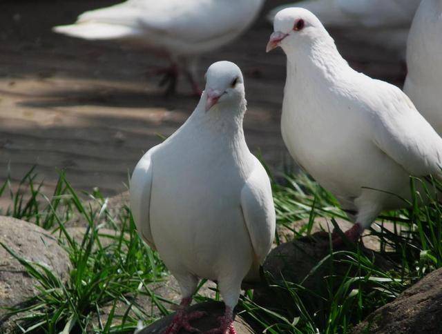 抗战时期,战场上发现有"鸽子"的话,为什么要立刻击毙?_军鸽_抗日战争_