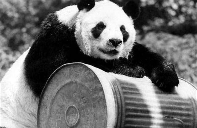 原创大熊猫姬姬辗转各国多次相亲却不肯交配原来是喜欢人类