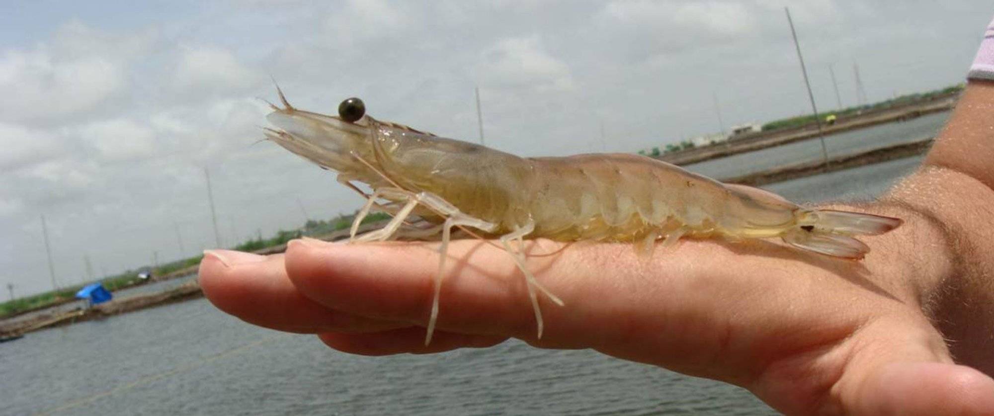 轻松创业高利润连云港昂之思水产养殖助您实现对虾养殖梦想