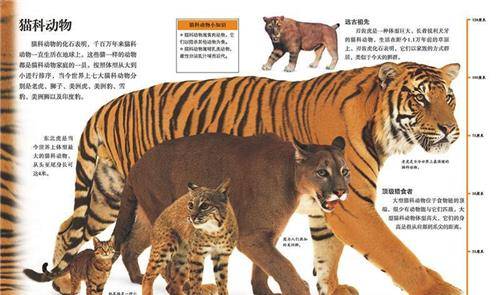 比如说狮,虎,豹,它们都和猫是同一个祖先,甚至"虎"姓都不读hǔ,而是读