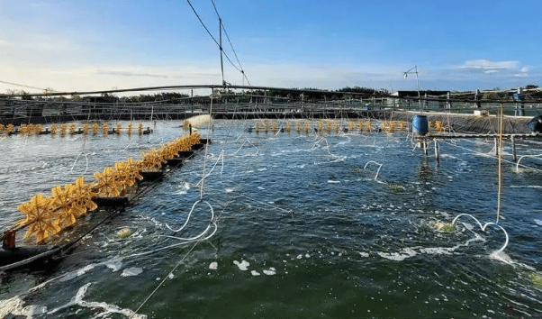 养虾塘水浑怎么办池塘养殖水质管理管好这三个方面就够了