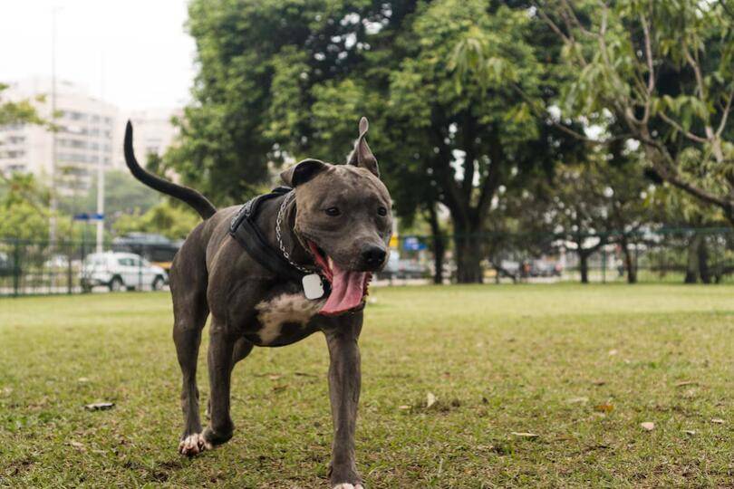 比特犬吃什么主食