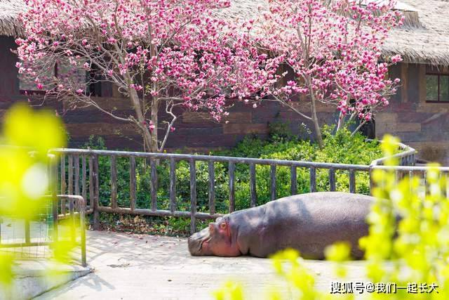 清明出游就选这儿济南野生动物世界马戏嘉年华欢乐来袭