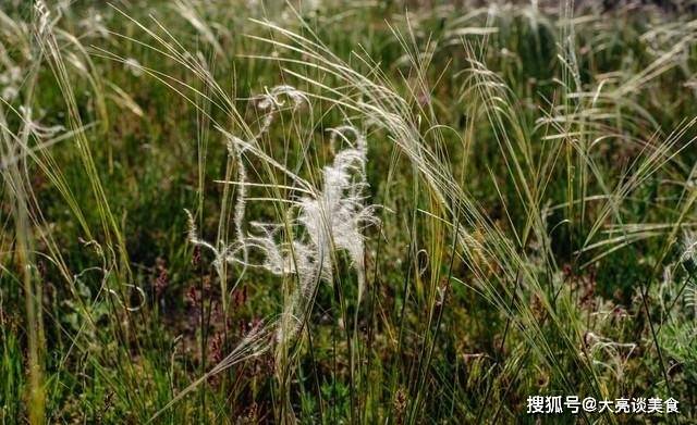 盘点八种即将消失的水果,儿时味道慢慢被淘汰,你怀念哪一种_口感_甜杆