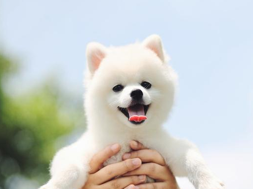 原创博美犬把你当父母会有这7种表现中3个以上都很幸福