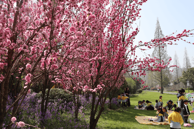 桃花坞 千亩桃林吐芳华