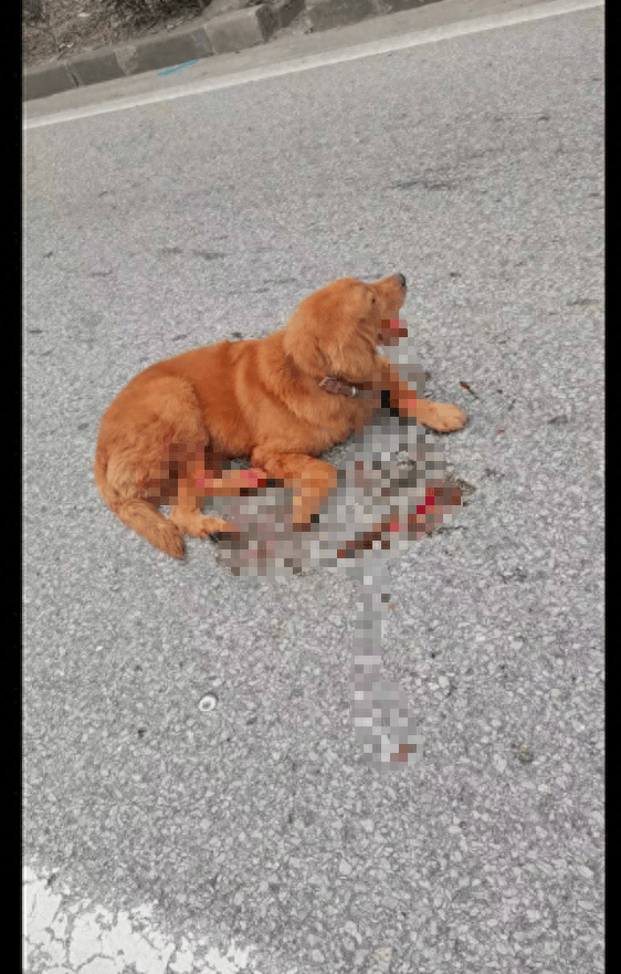 原创百人救的受伤金毛被人免费领养利用赚流量转身送回老家跑丢了