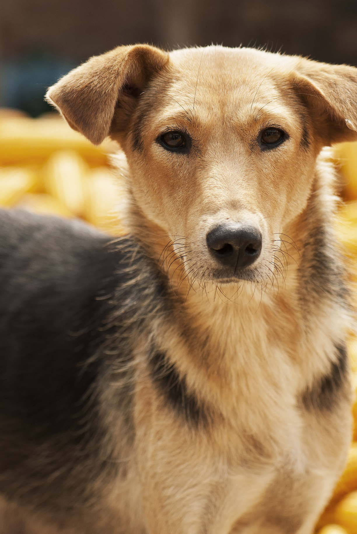 腿短的中华田园犬图片