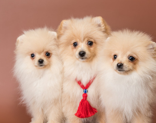 原创主人常摸博美犬这几个部位它不仅更听话还会更爱你