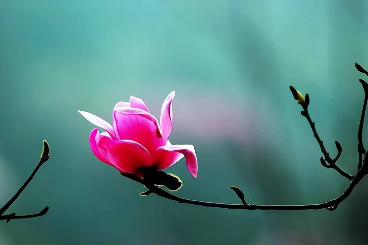 十五首描写辛夷花的诗词,花如琼片叶如云,隔水残霞日半曛_唐代_清代_