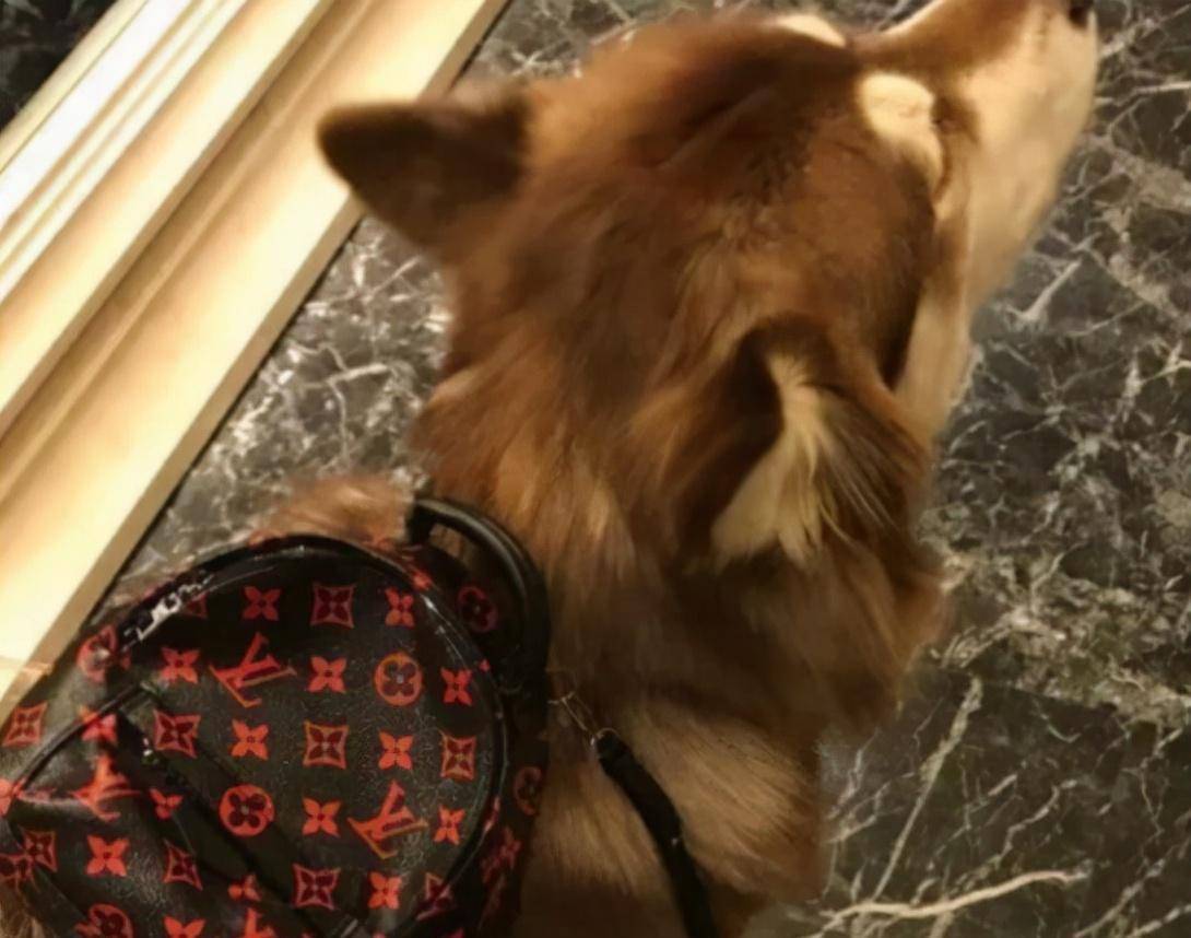 原创王思聪的狗保姆赵子易是个狠角色7年熬走无数女友