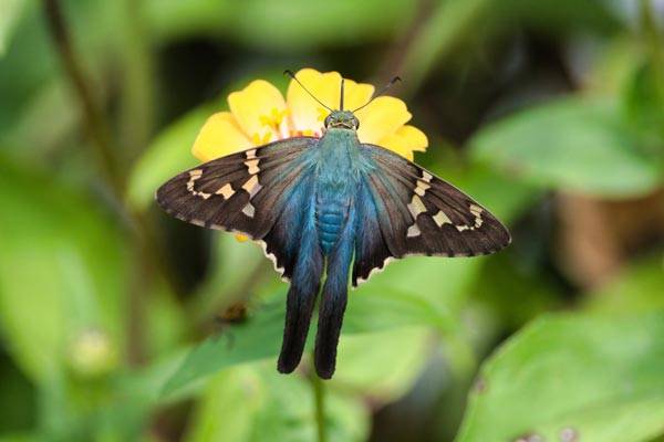 大学英语四级作文范文带翻译诚信