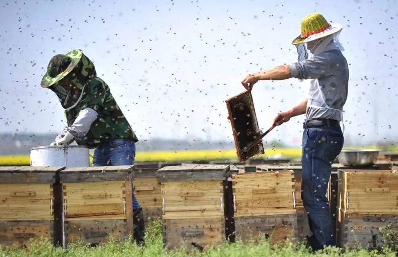 蜜蜂养殖,如何科学地为蜂群建立管理档案?新手养蜂必备常识