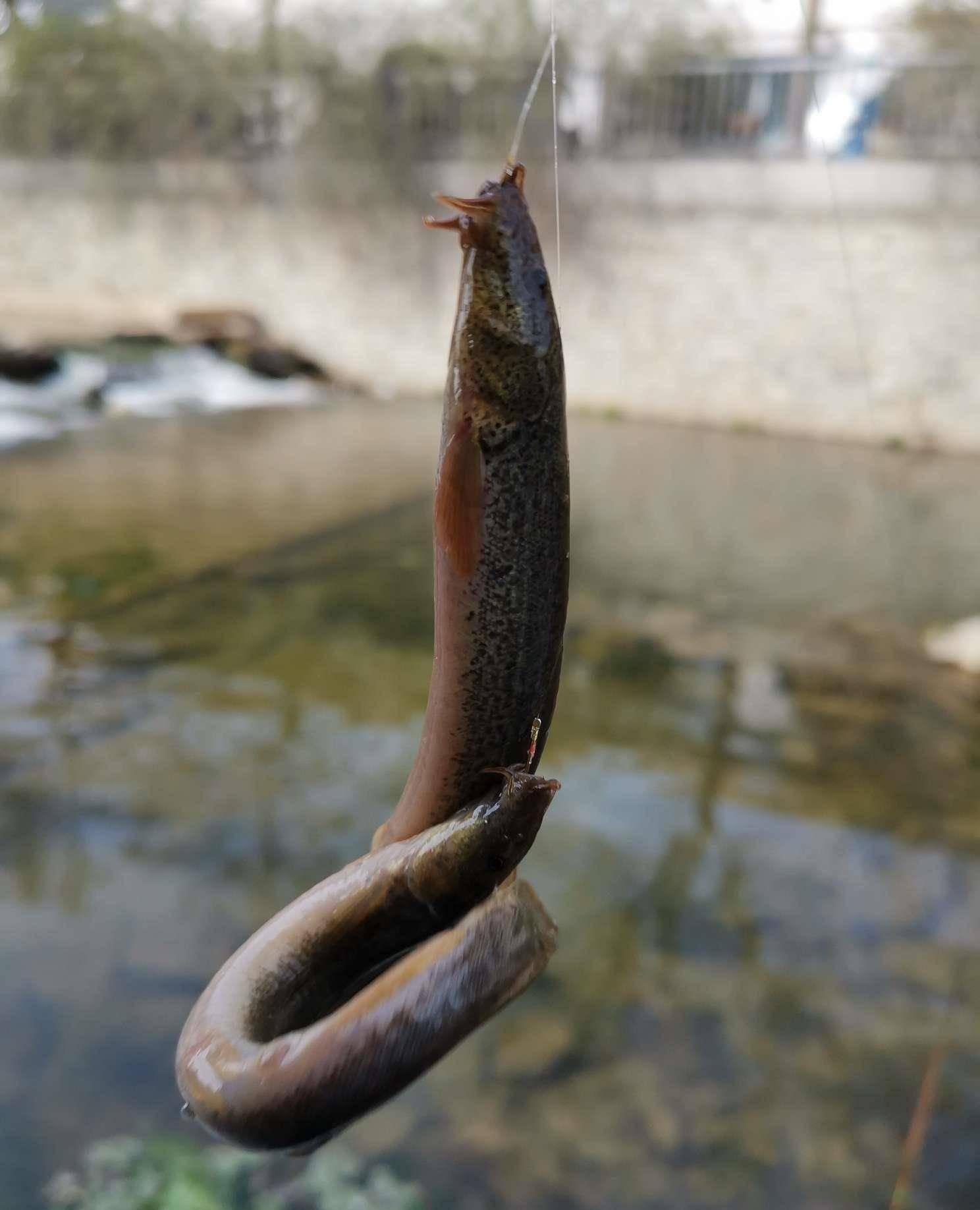 单钩泥鳅钓法图片