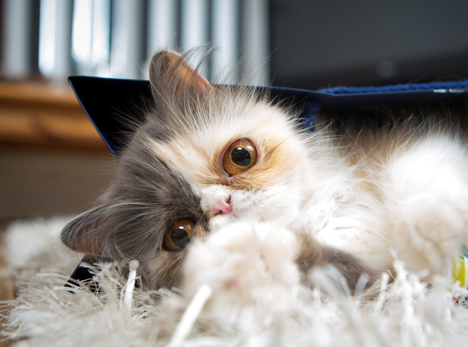 波斯猫鼻道短泪痕很重显得脏宠物医生教你3个护理小技巧