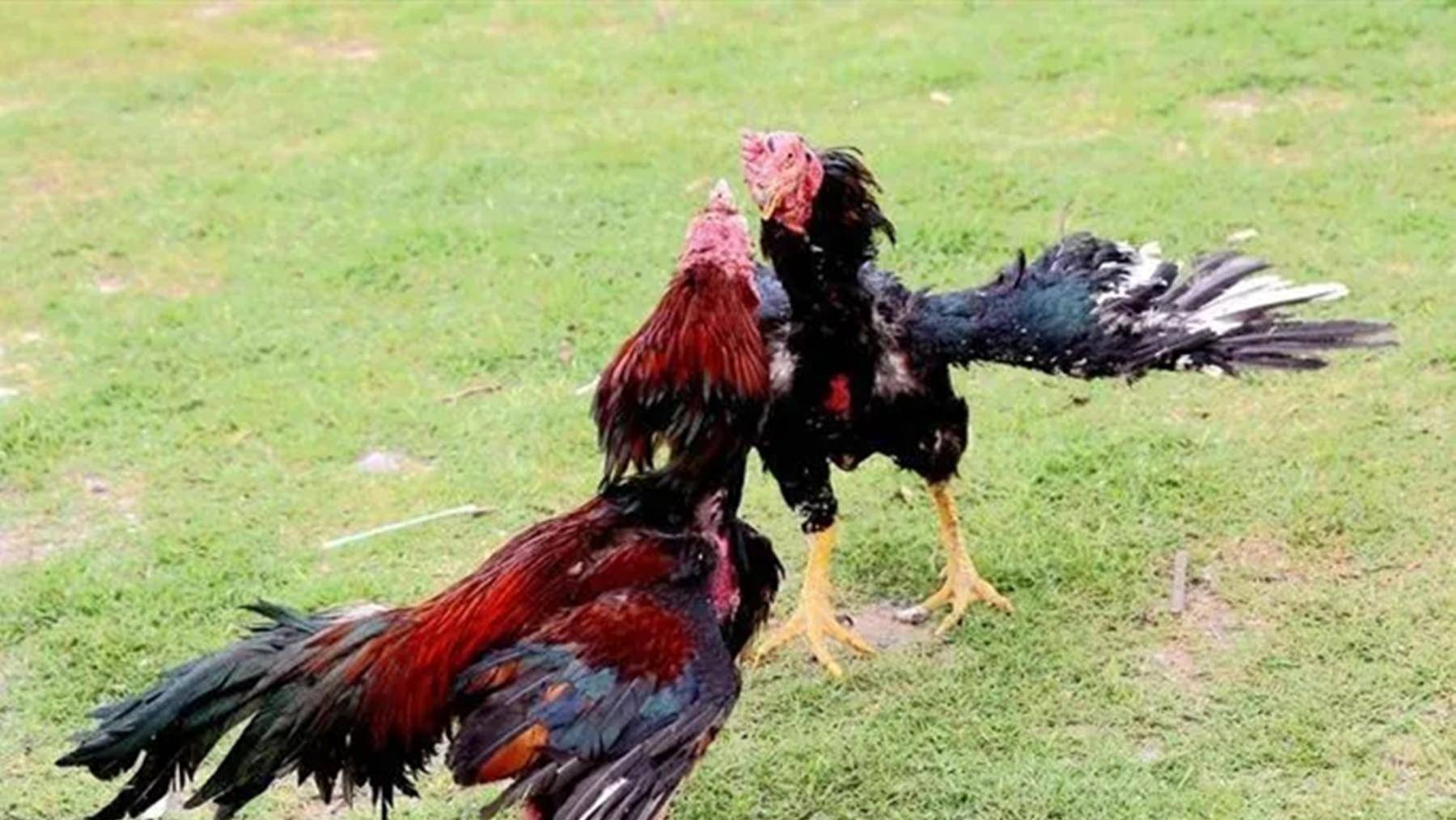 原创2019年大妈拿走路边一只鸡后被警方找上门这鸡值9000块