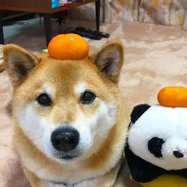 没有养过柴犬的人可能都会认为柴犬脾气很好,毕竟看到它的表情包都是