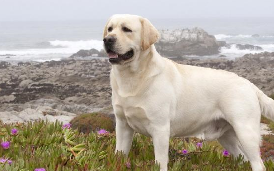 最让宝妈喜欢的6种宠物狗在家再也不用担心宝宝没人玩了