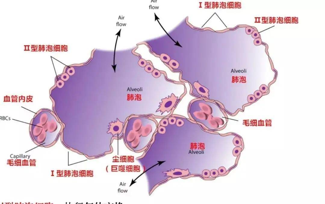 猪肝中毒症状_猪肝食物中毒_猪肝中毒