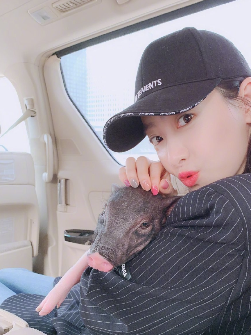 仓鼠_狗狗_猫猫