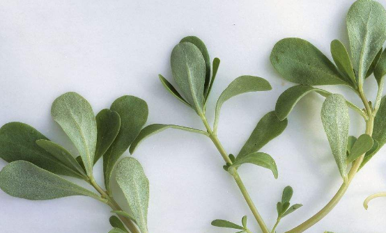 痔疮的"死对头"终于被找到了,每天吃点它,便秘,痔疮都不见了_作用_马