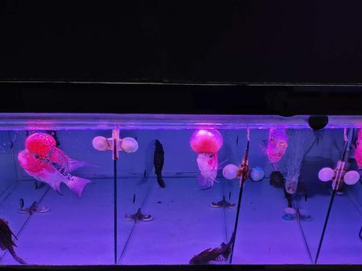 原创即使处在最佳繁殖期的孔雀鱼某些情况下我们也必须淘汰掉