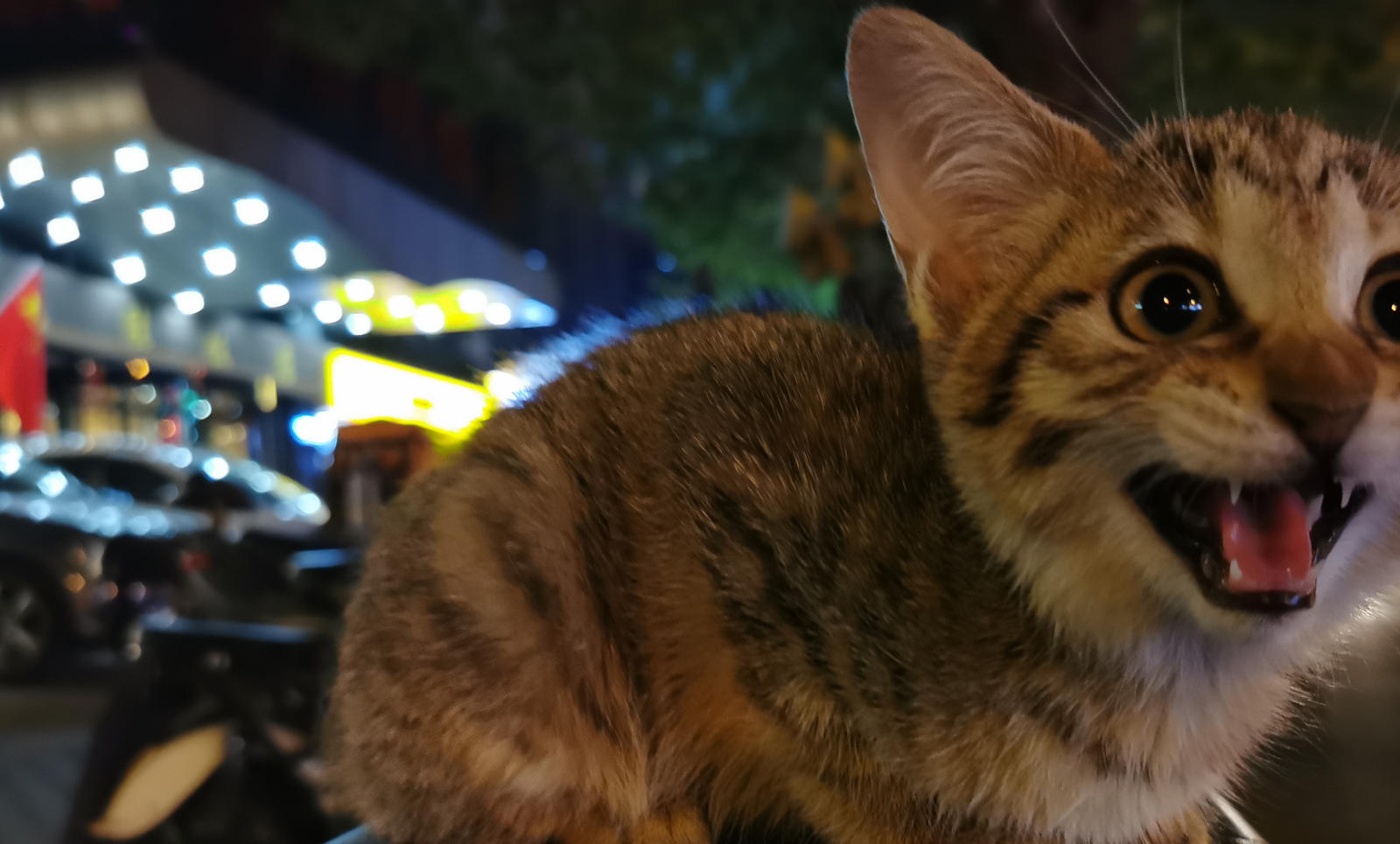 如果咱要领养一只小猫咪,那么放在首位的,最重要的一定是身体状况.