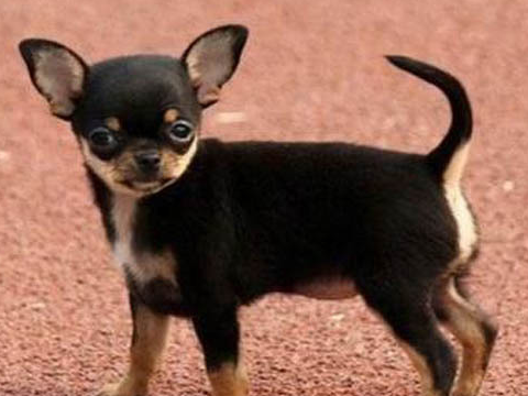 原创大多数人都愿意养吉娃娃的这几个原因你知道几个