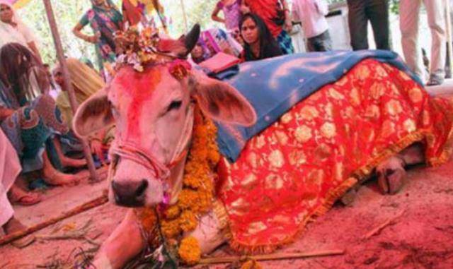 印度男子抛妻弃子,斥资17万与一只母牛结婚,如今过得如何?