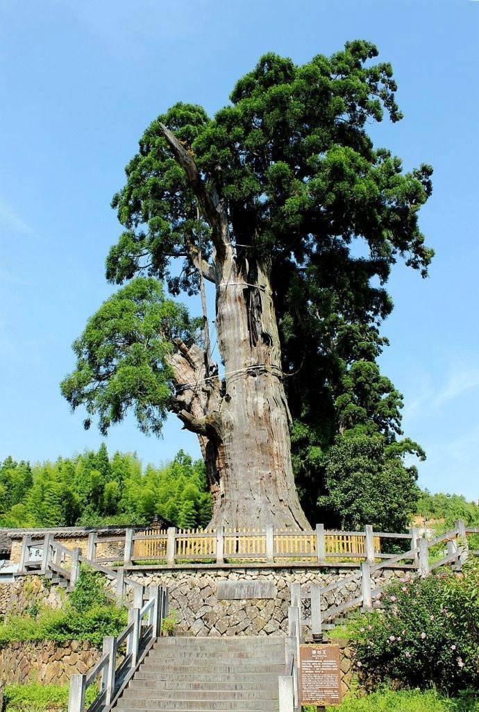 原创浙江的坚强树已经活了1500年仅靠钢筋和营养液支撑