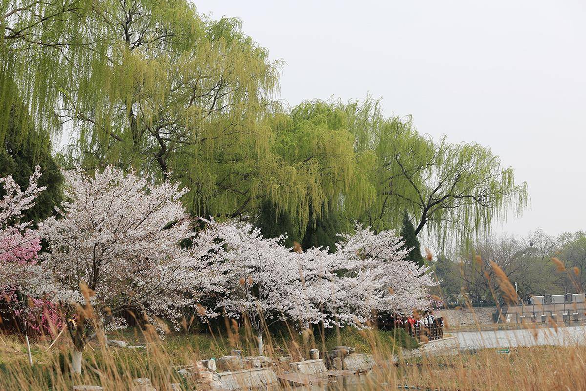 一镜走天下,美丽且热闹的玉渊潭公园让人流连忘返_北门_建议_摄影