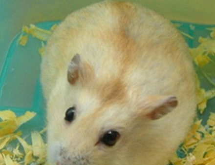原创布丁仓鼠变色原是正常现象它们并非是被染成这样讨人喜欢的颜色