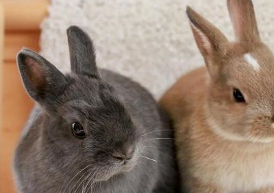 兔子眼睛有点红又肿怎么办_主人_宠物_处理