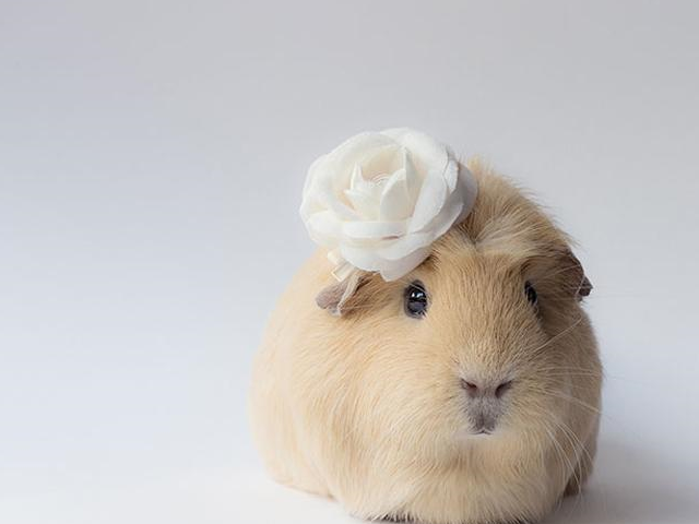 原创想把它捧在手心里五种迷你小型宠物满足你你更喜欢哪一种