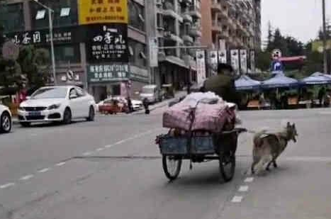 三轮车_哈士奇_网友