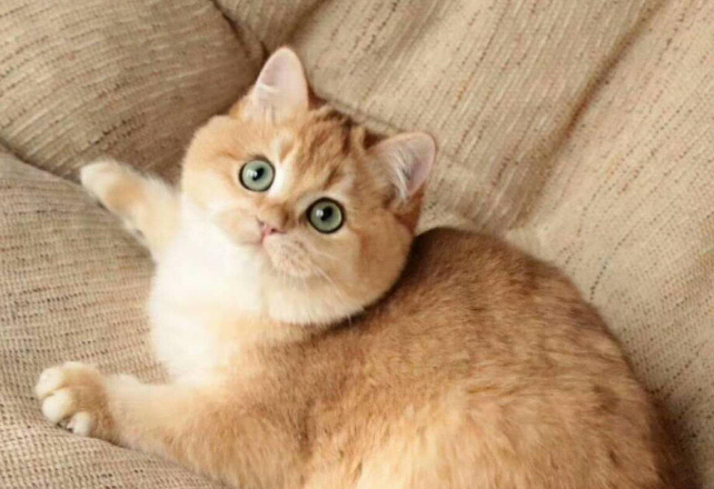 几种非常受人喜爱的猫咪,个个都是高颜值,你喜欢哪种呢