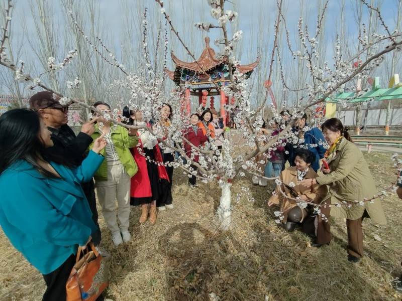 甘州区文联2024杏花节杏福花开主题文艺采风活动诗词作品