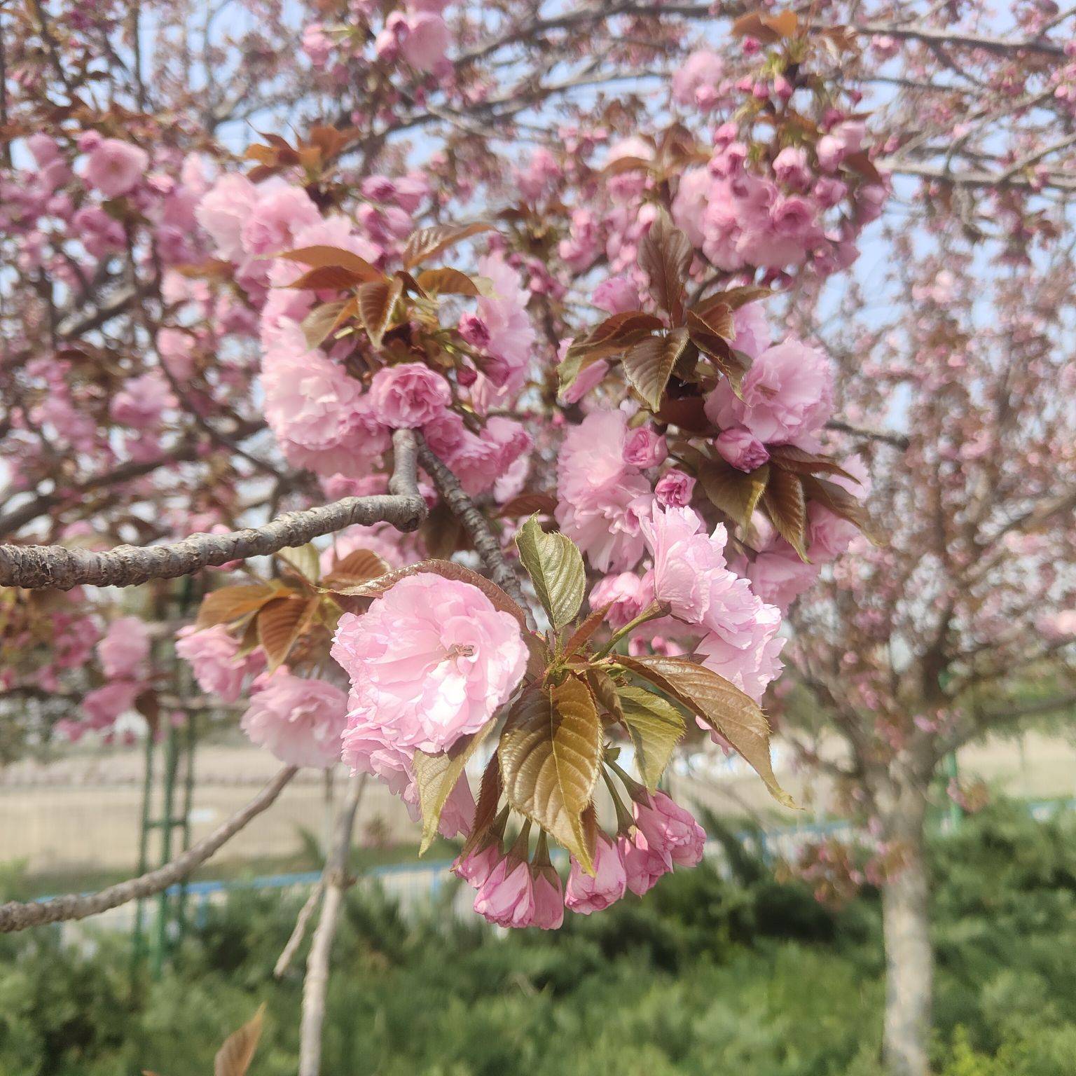 古柏渡樱花花期图片