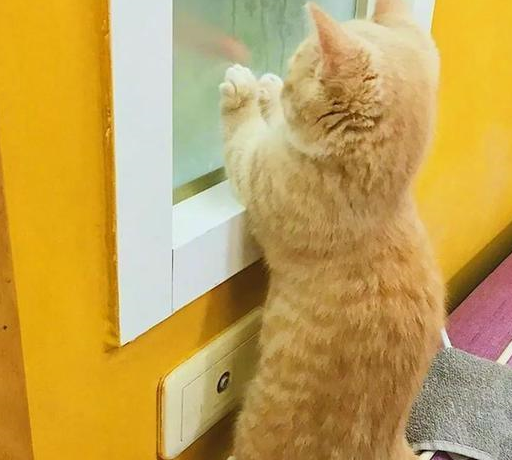 猫咪表现的就和要被煮成猫汤一样的惊慌,但是是什么才会让猫咪不顾