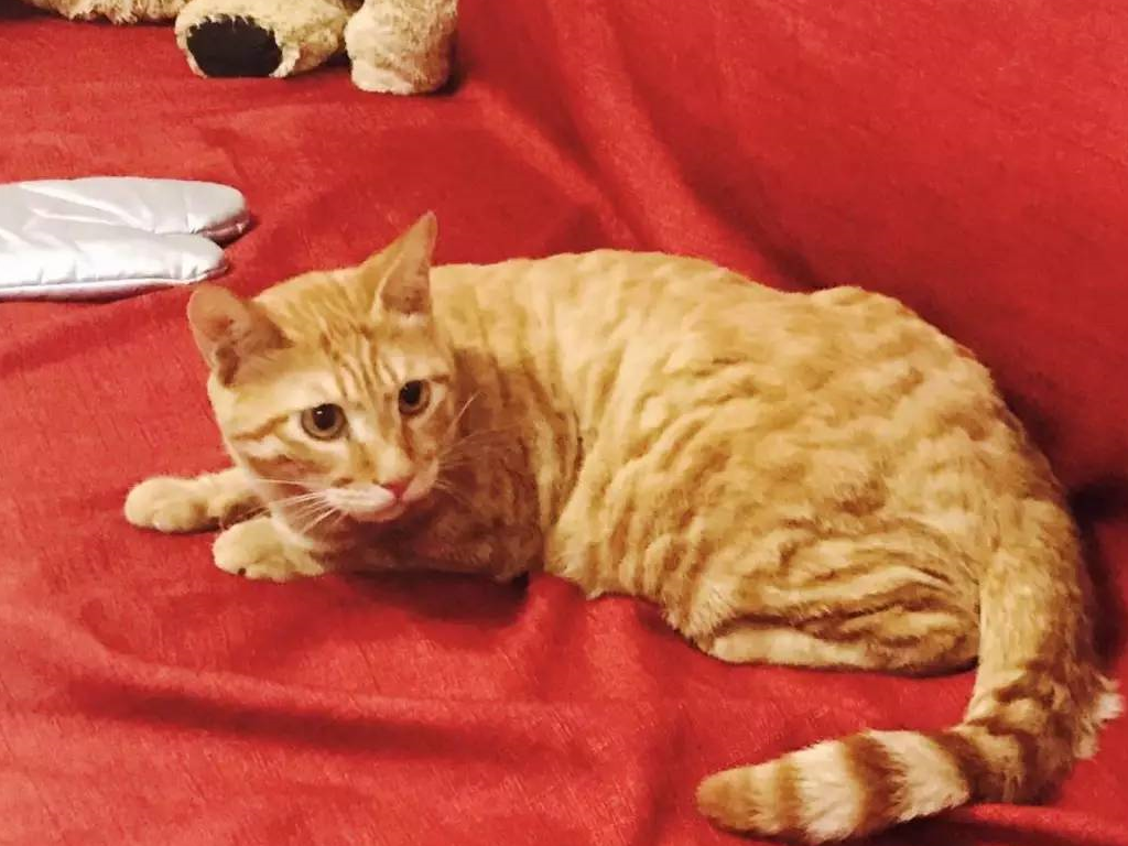 原创橘猫怎么喂都长不胖主人感到奇怪难道养的是假橘猫