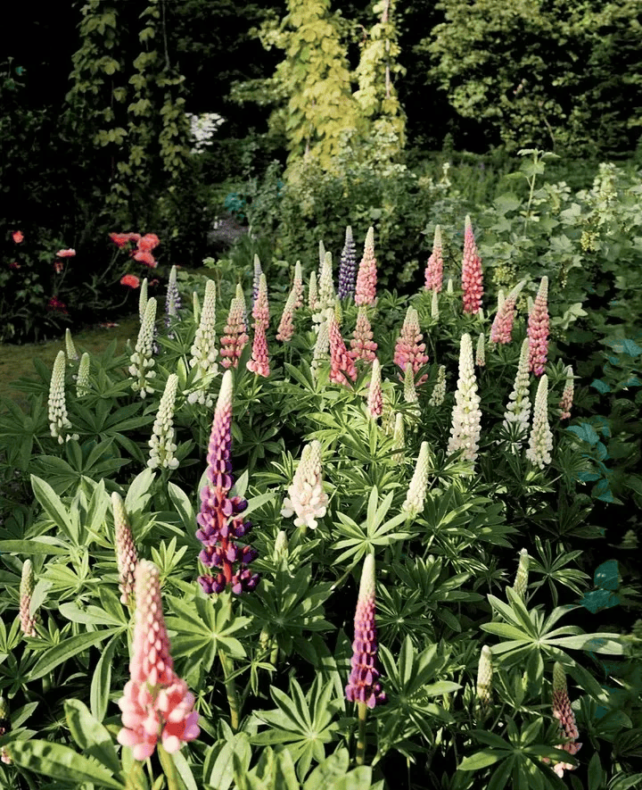 这样的张柏芝,以后再也见不到了_玫瑰_经历_的花园