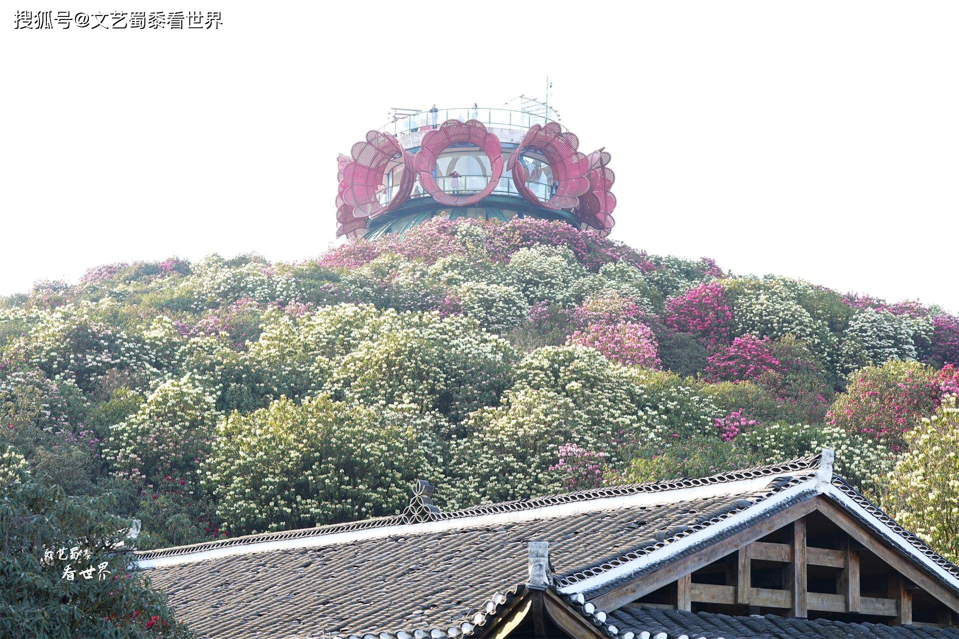 原创我在毕节百里杜鹃景区玩了3天错峰出游就会收获漫山遍野的花海