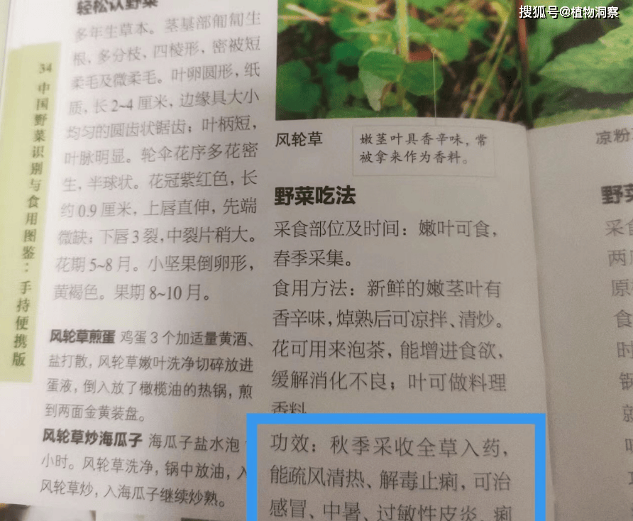 节节草怎样用能治痛风图片