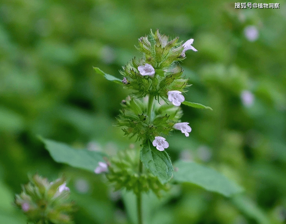 风轮菜又称九层塔断血流有3大作用价值极高农民朋友要了解